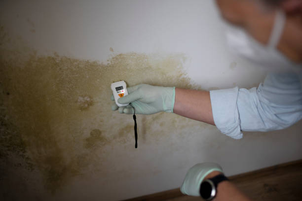 Best Residential Mold Removal  in Sturgis, MI